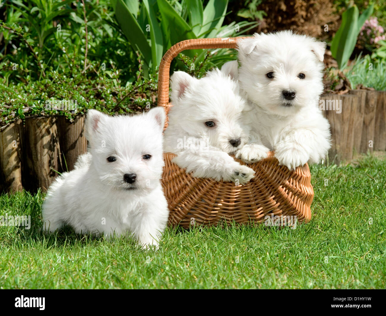 Trois West Highland White Terrier chiens dans le jardin Banque D'Images