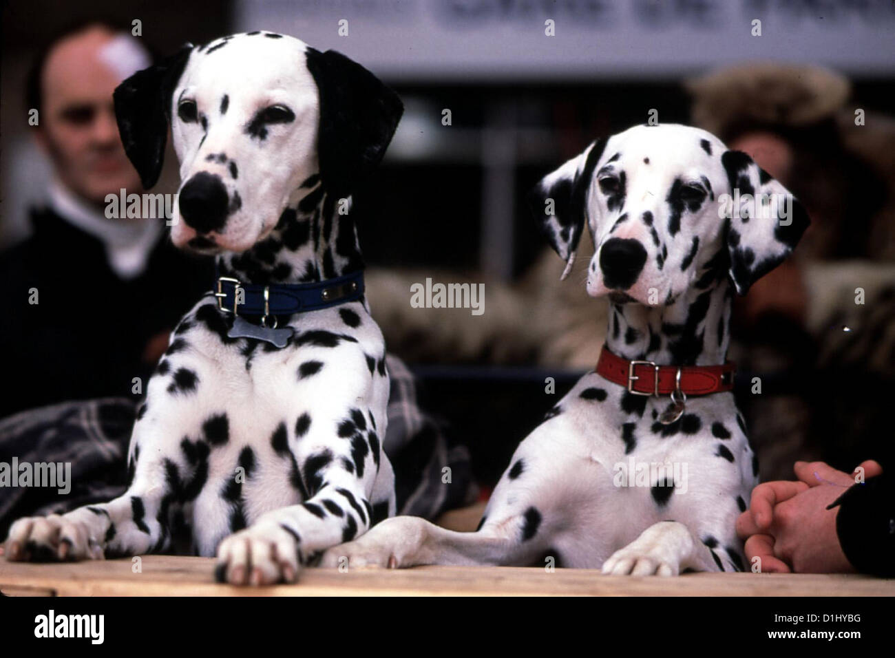 102 Dalmatiner 102 Dalmatiens Dalmatiner jauge und Dottie *** *** Local Caption 2000 Walt Disney Pictures Banque D'Images