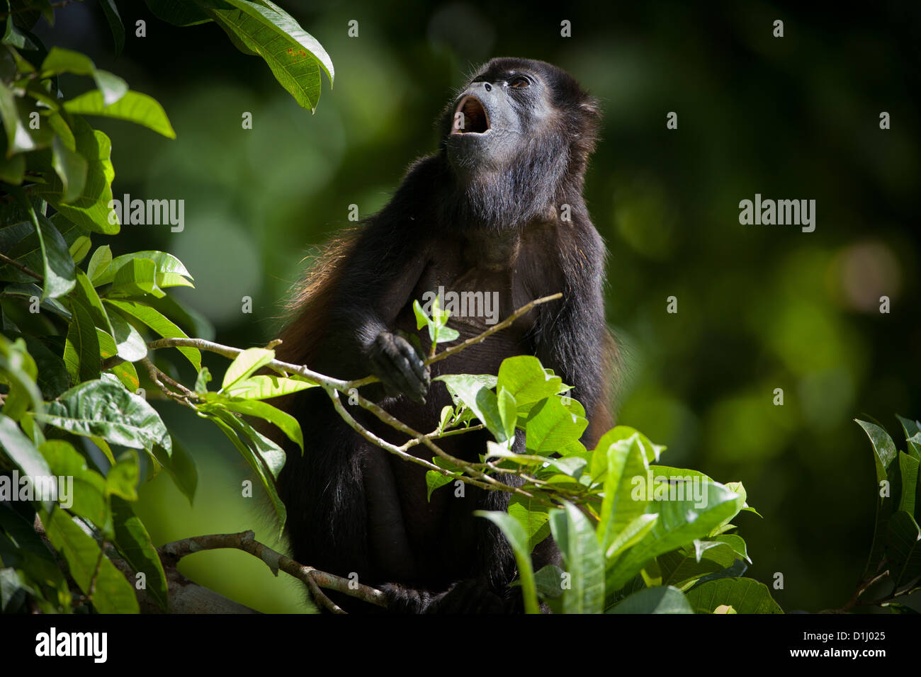 Fuligineux, sci.name ; singe hurleur Alouatta palliata, au parc national de Soberania, République du Panama. Banque D'Images