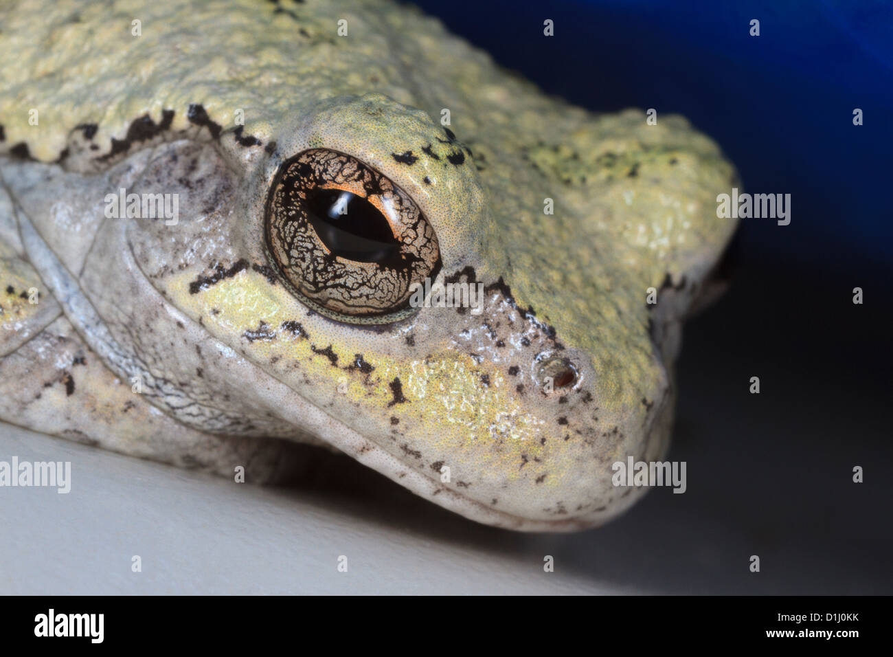 La rainette versicolore (Hyla versicolor) Banque D'Images