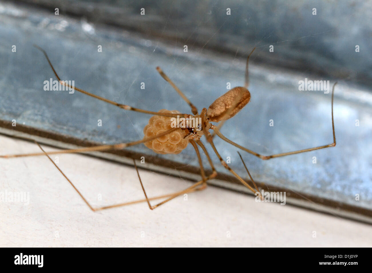 Spider cave femelle avec cocon (Pholcus phalangioides) Banque D'Images