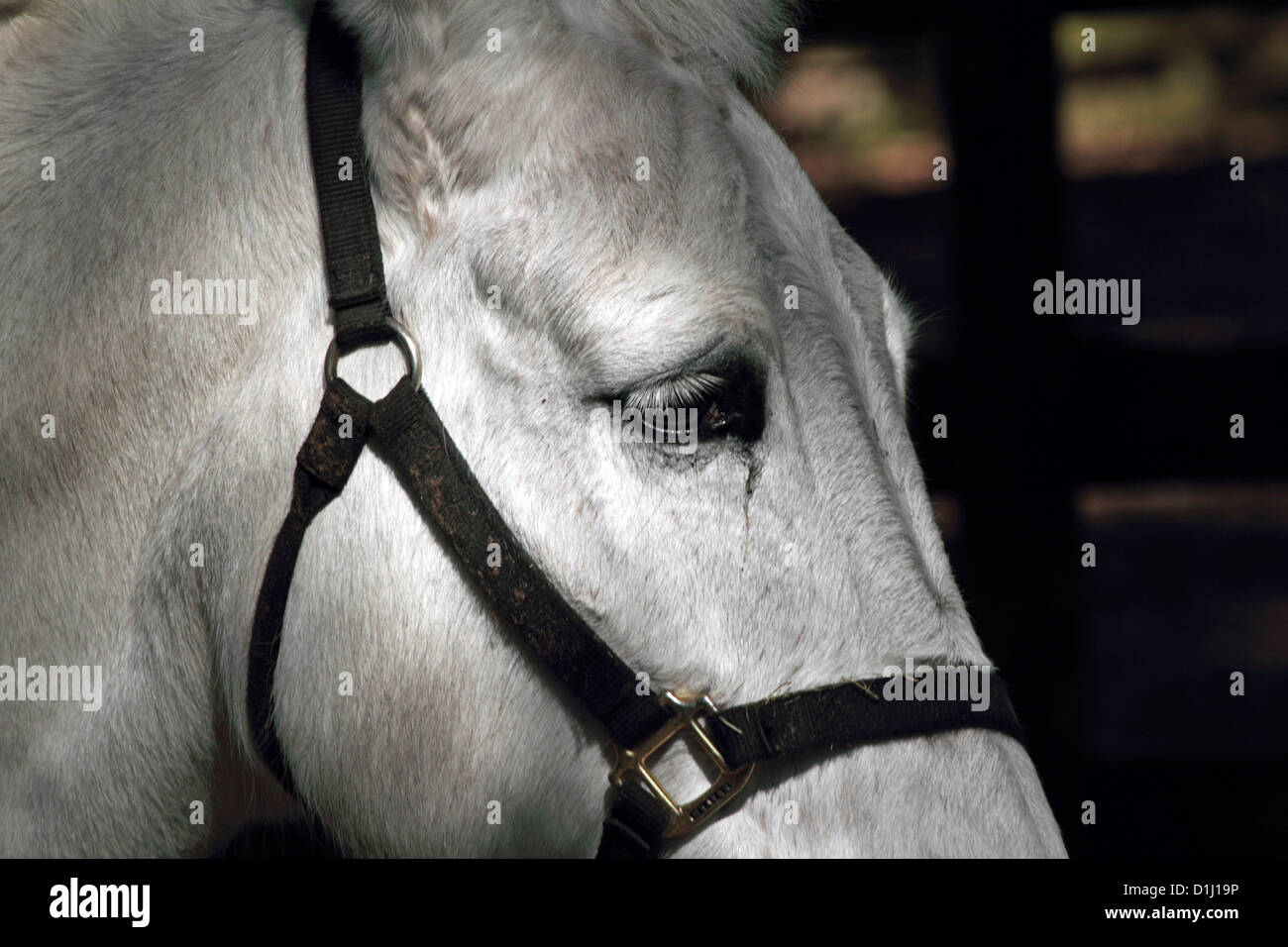 Close up d'un cheval gris portant une suite nuptiale Banque D'Images