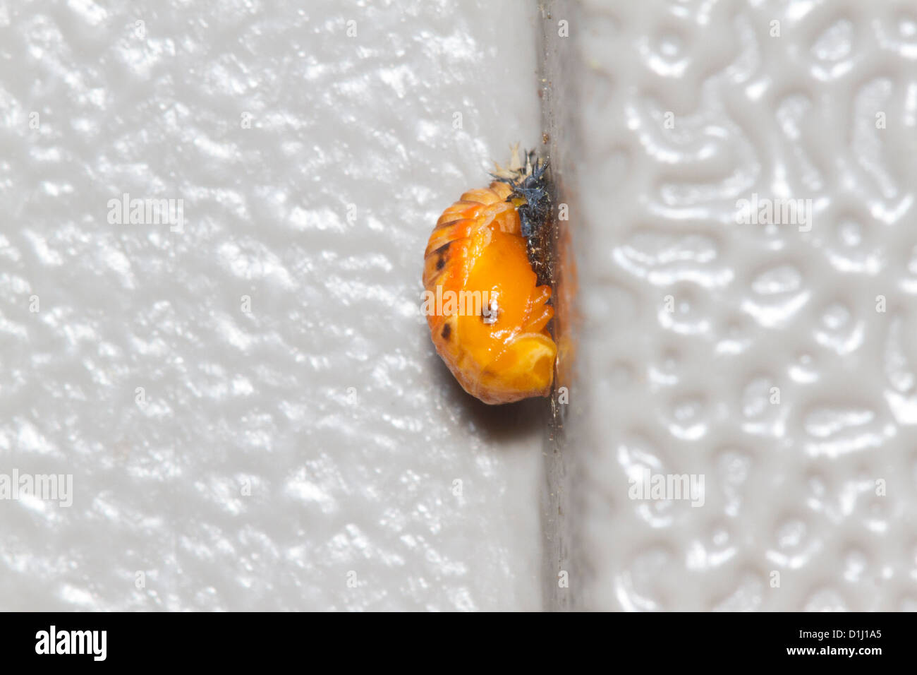 Nymphe coccinelle asiatique. Banque D'Images