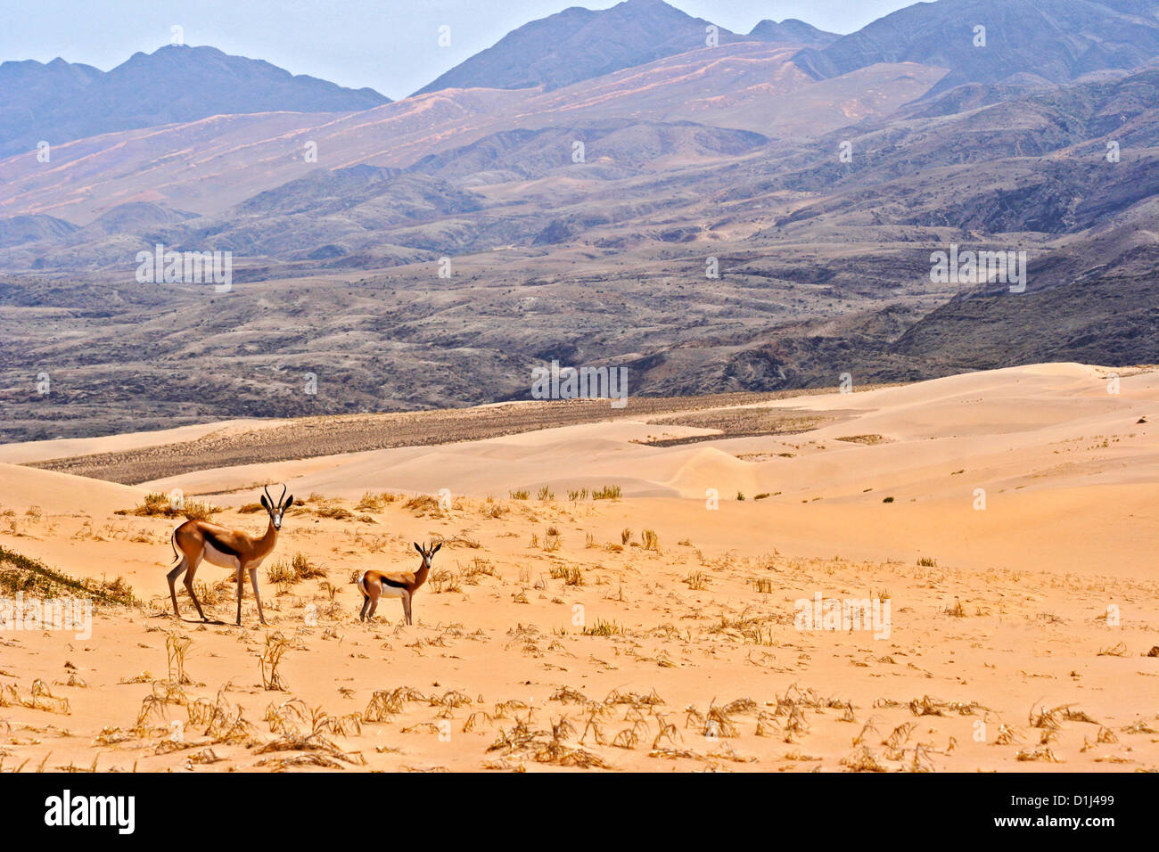 Les Springboks dans les montagnes de la région de Kunene, Hartman, le nord de la Namibie Banque D'Images