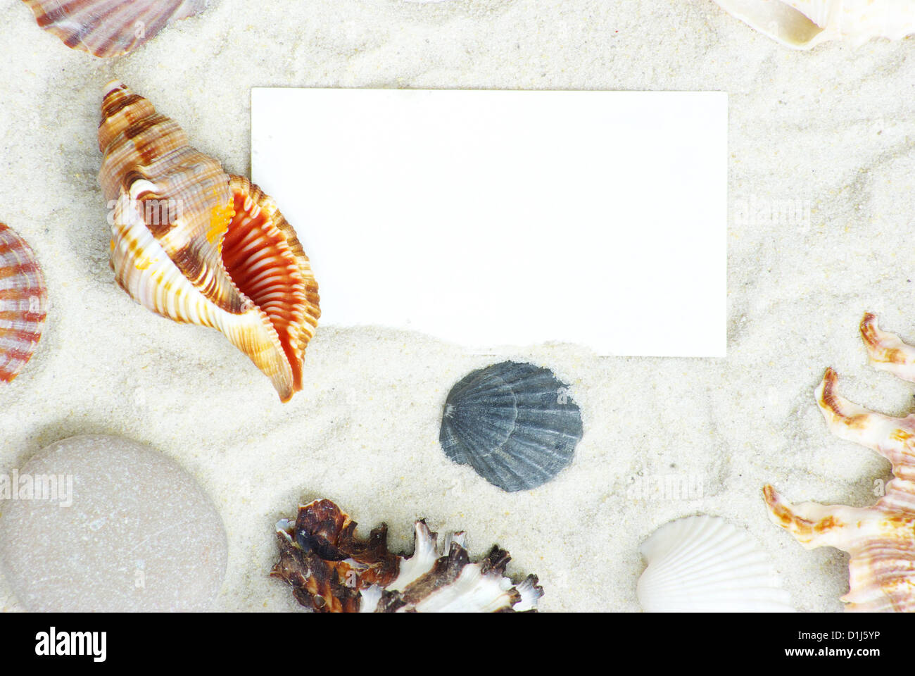 Les étoiles de mer et les coquillages une carte postale vierge sur des sables Banque D'Images