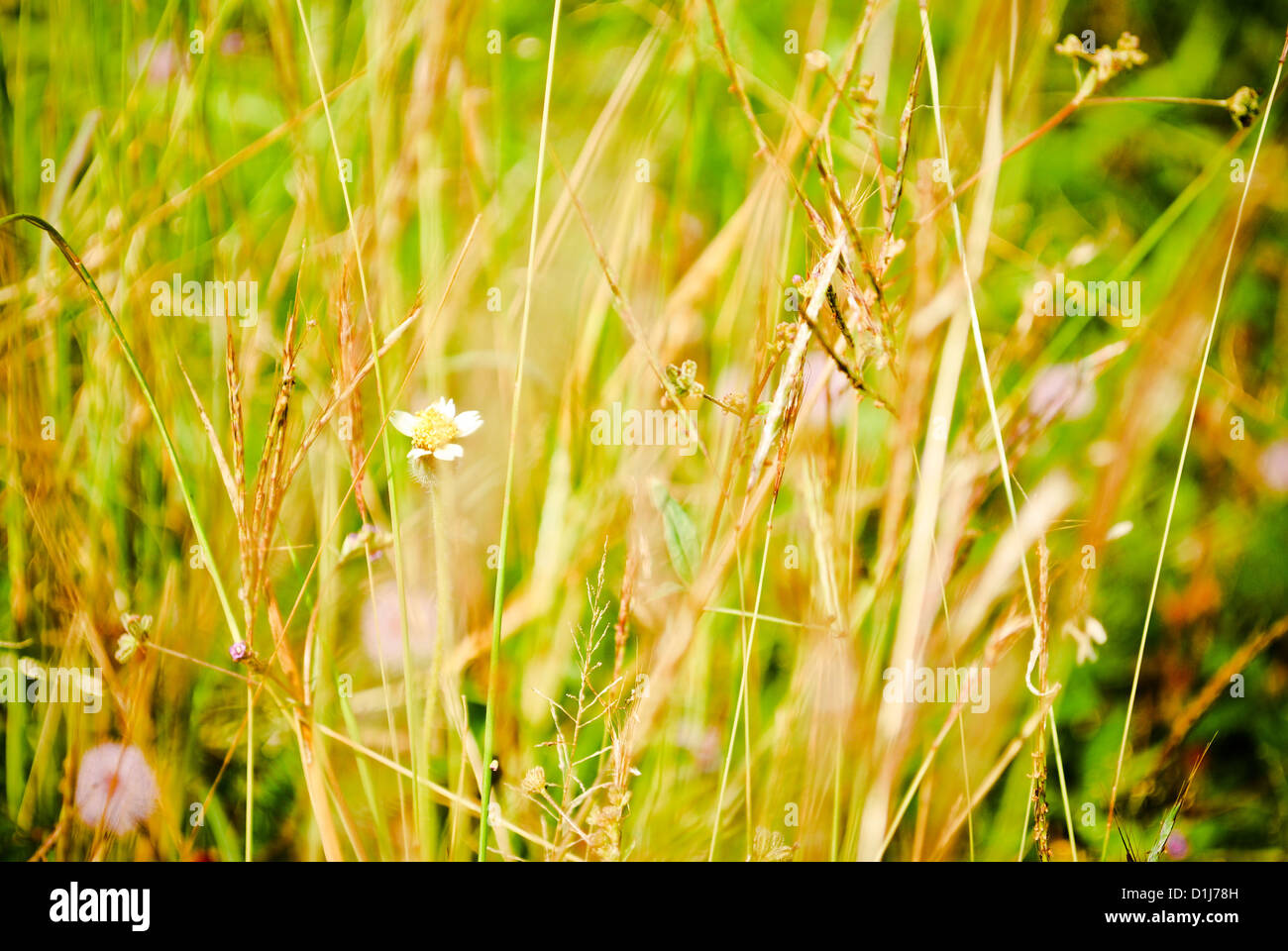L'herbe des pâturages pour utiliser comme arrière-plan Banque D'Images