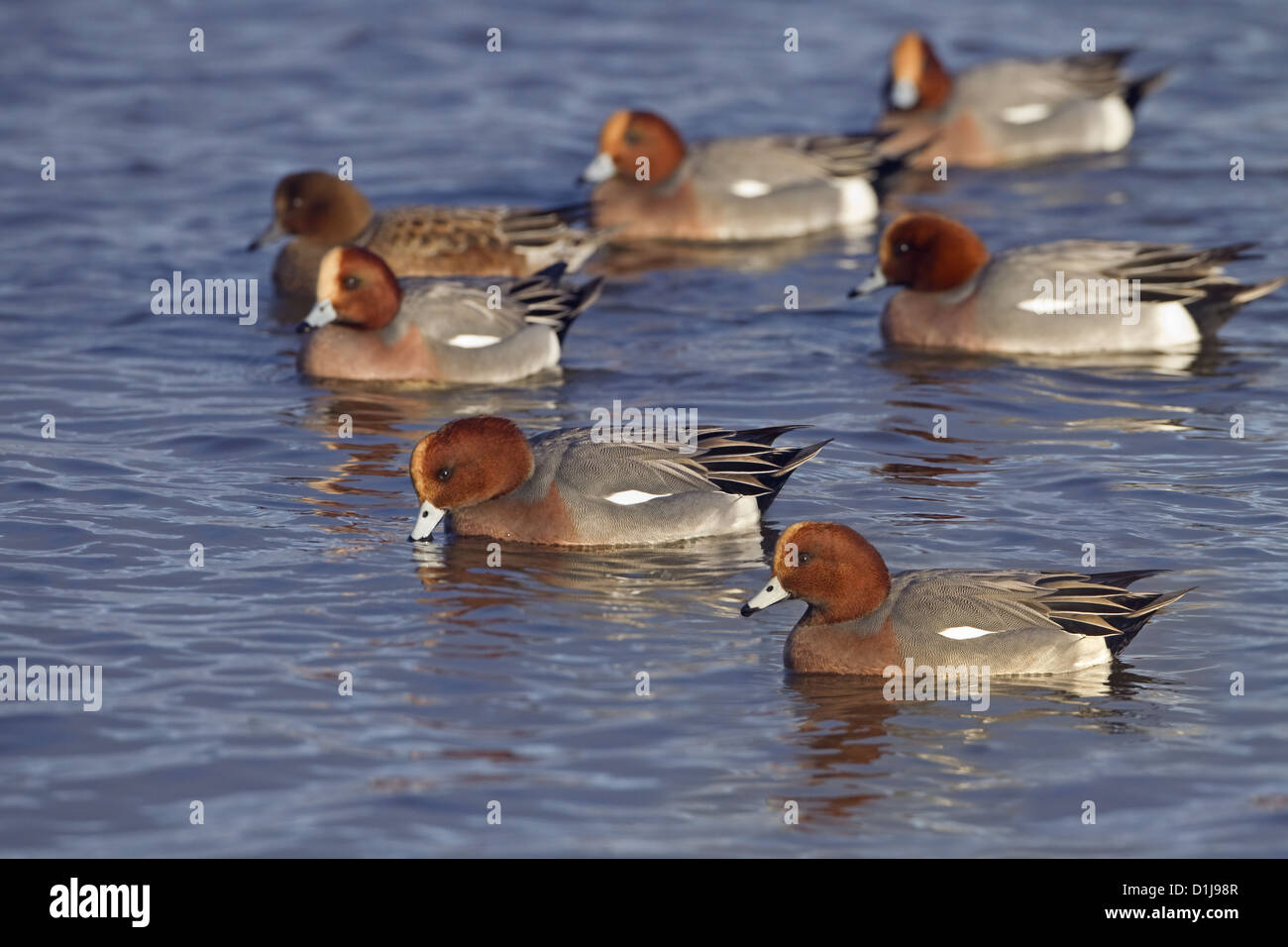 Canard siffleur Anas penelope l'alimentation du troupeau l'hiver à Titchwell RSPB réserver Norfolk Banque D'Images