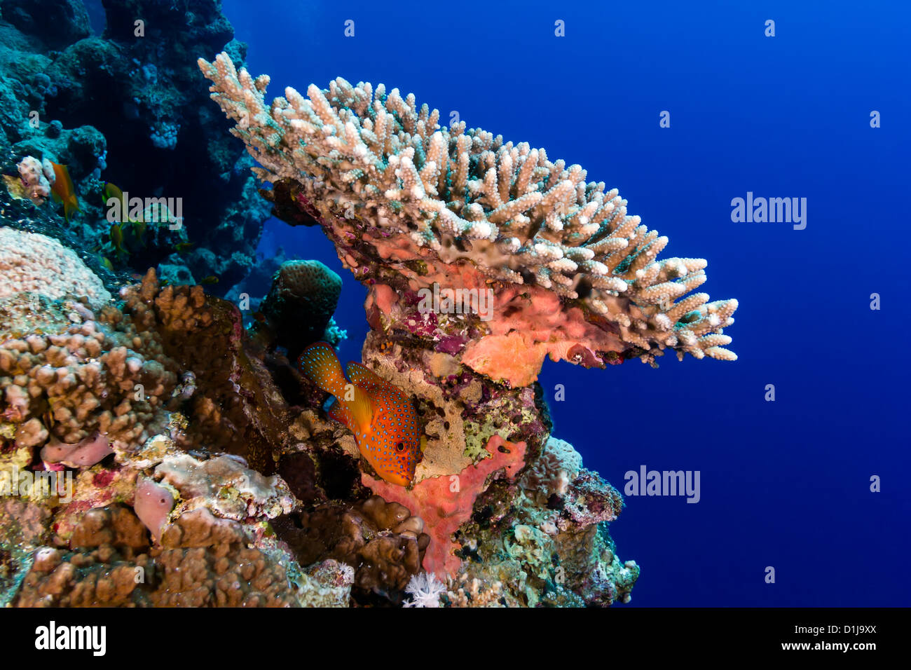 Repéré un mérou Corail se cache sous une table Acropora corail sur un mur de corail en eau profonde Banque D'Images
