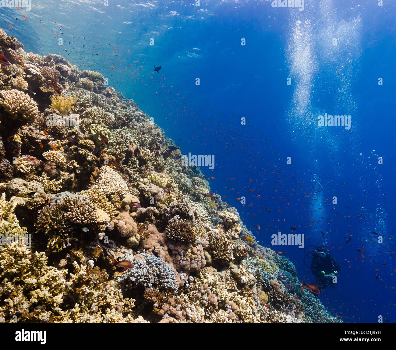 Un plongeur nage à côté d'un disque sur Coral Ridge un récif tropical Banque D'Images