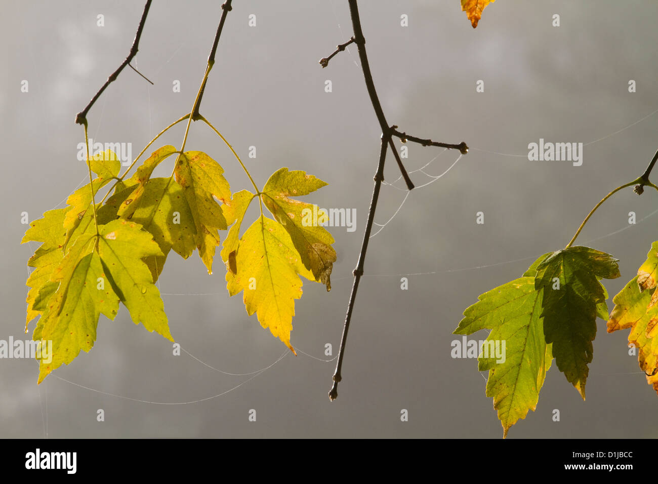 Feuilles en couleurs d'automne Banque D'Images