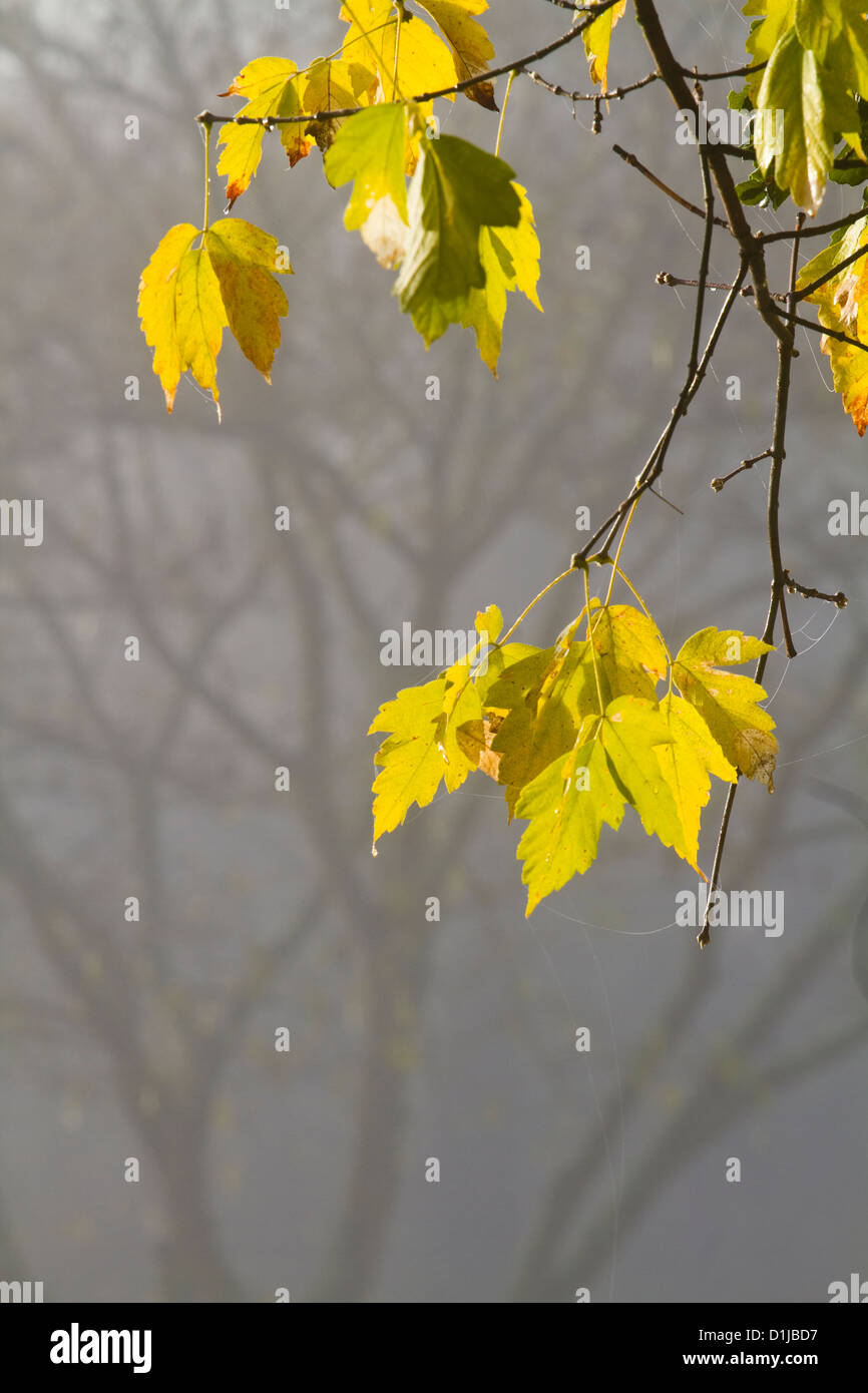 Feuilles en couleur à l'automne et de la Brume Banque D'Images