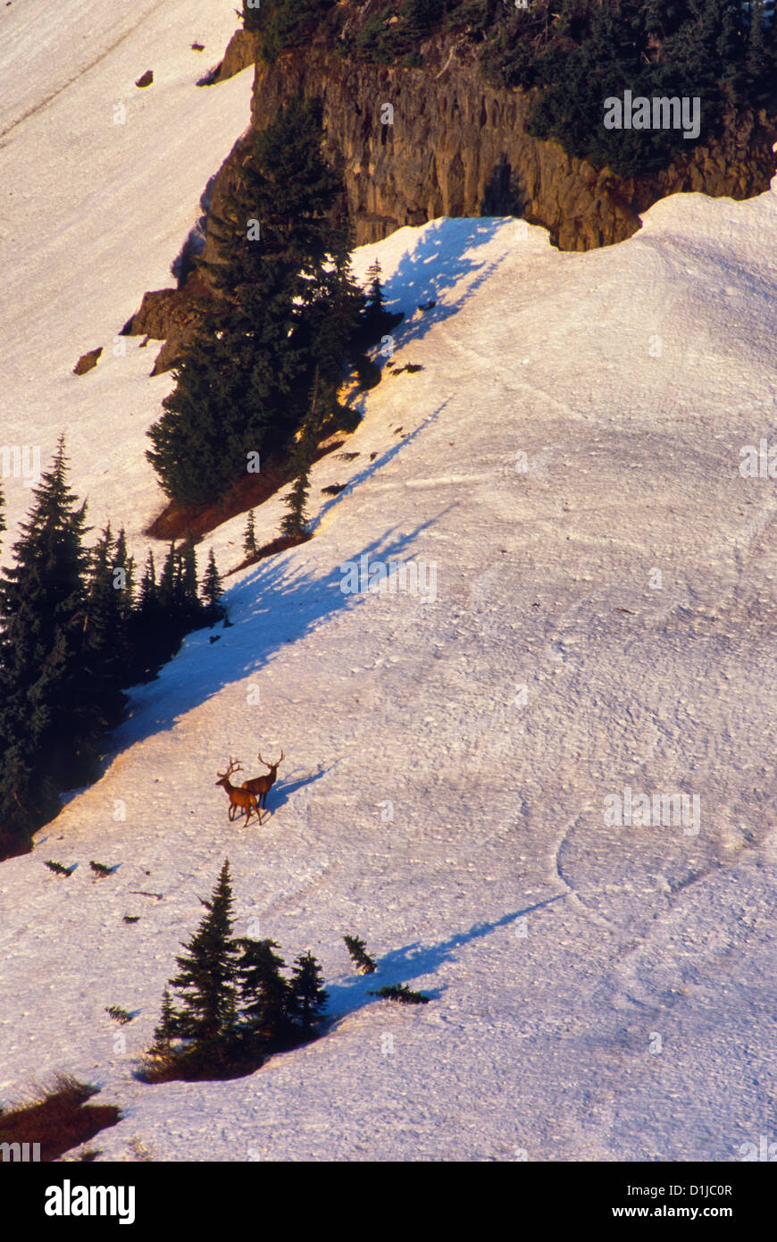 Wapitis sur Mt Rainier, Washington Banque D'Images