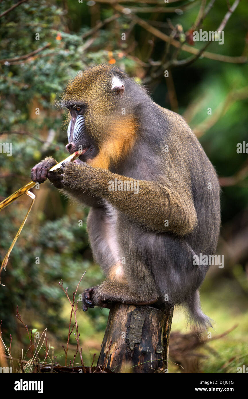 Mandrill Banque D'Images