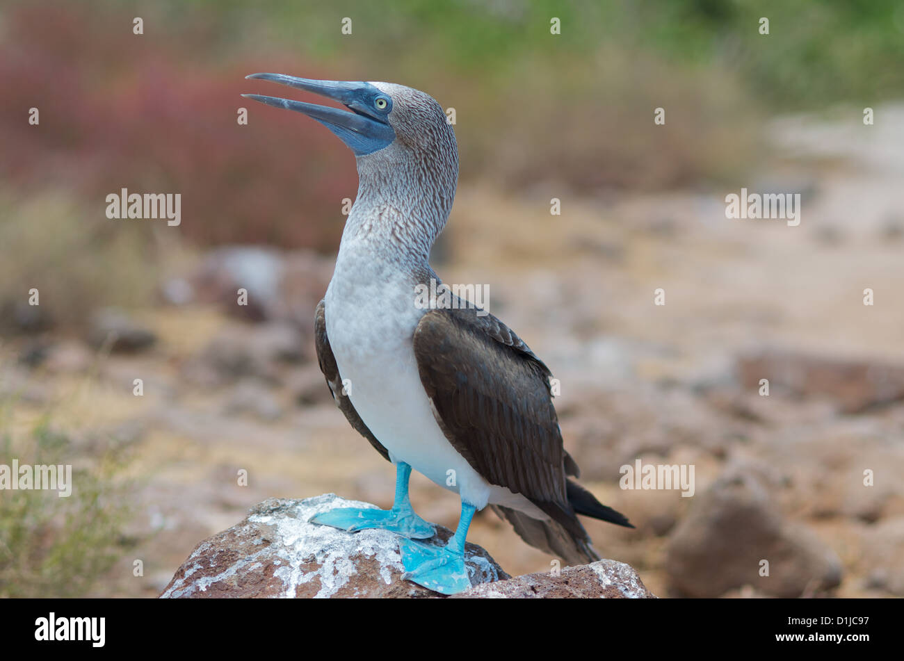 Fou à pieds bleus, de Seymour Nord Galapagos Banque D'Images