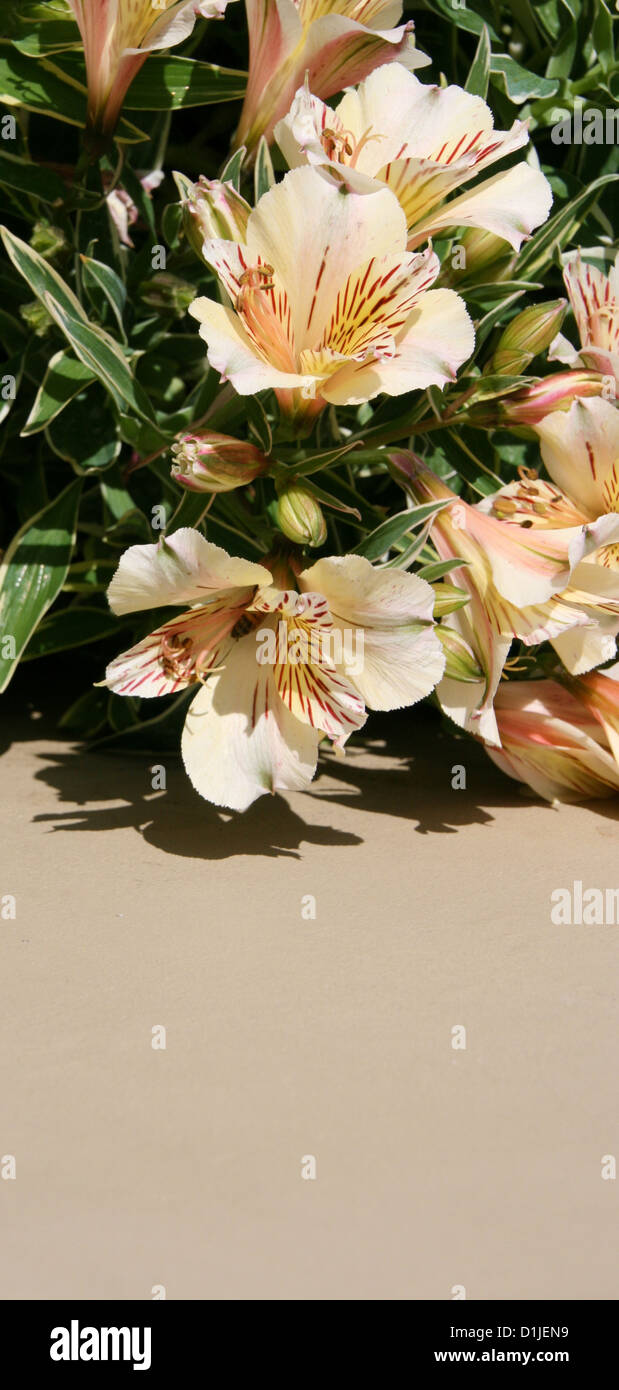 L'Alstroemeria contre un arrière-plan en stuc. Banque D'Images