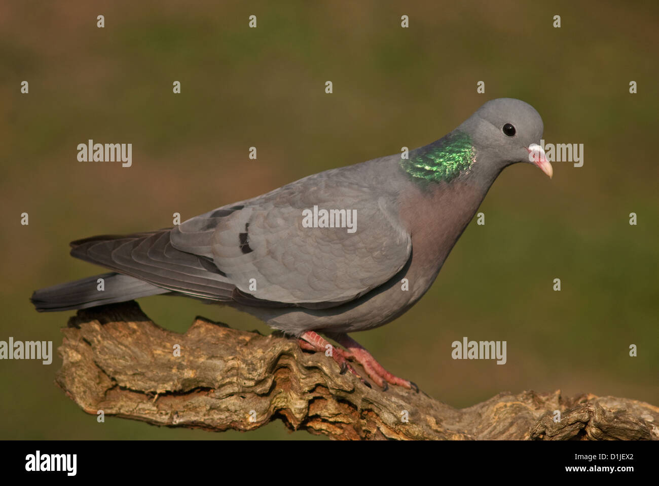 Stockdove adultes perché sur log Banque D'Images