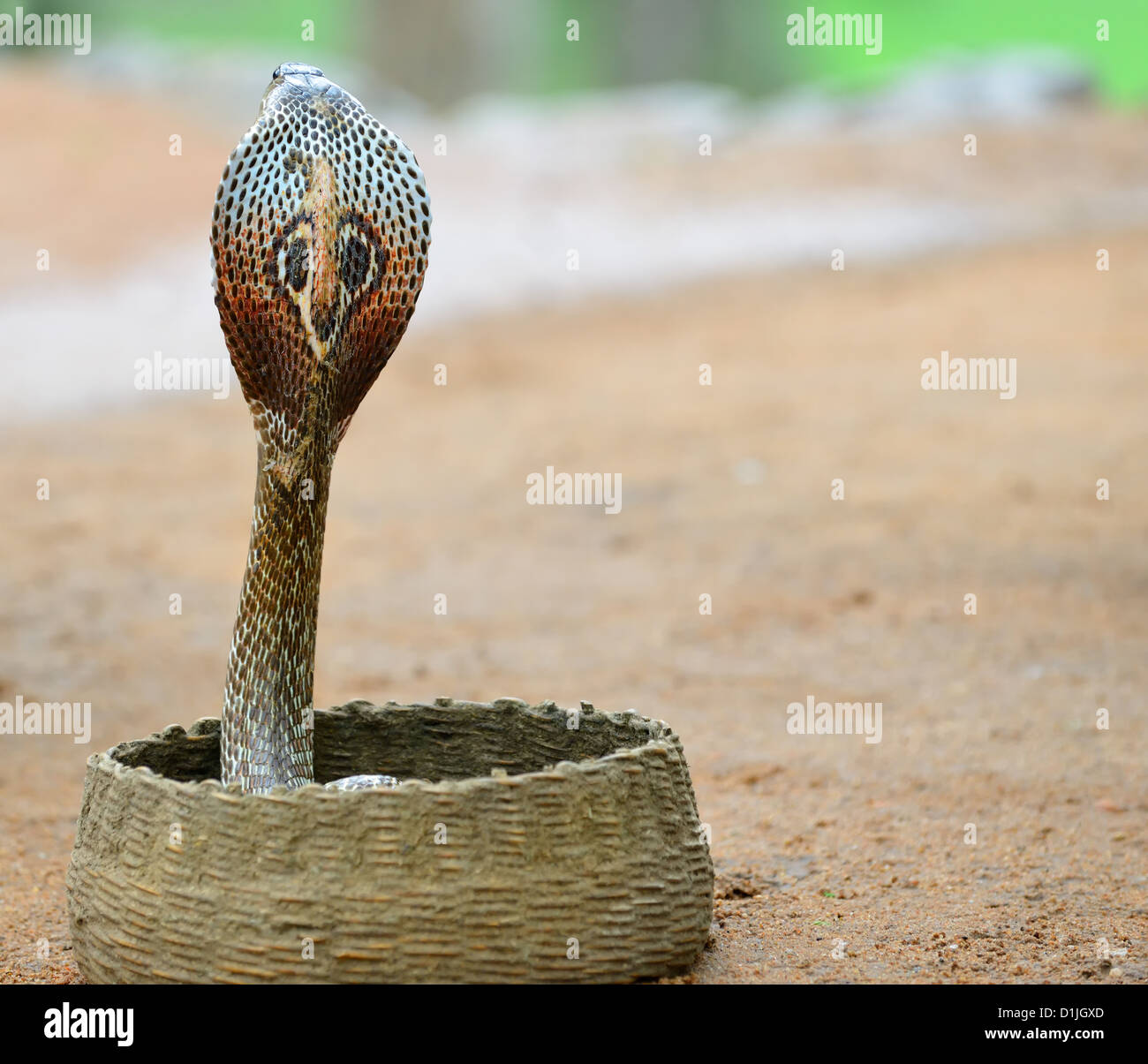Cobra. Un serpent venimeux. Pays de Sri Lanka Banque D'Images