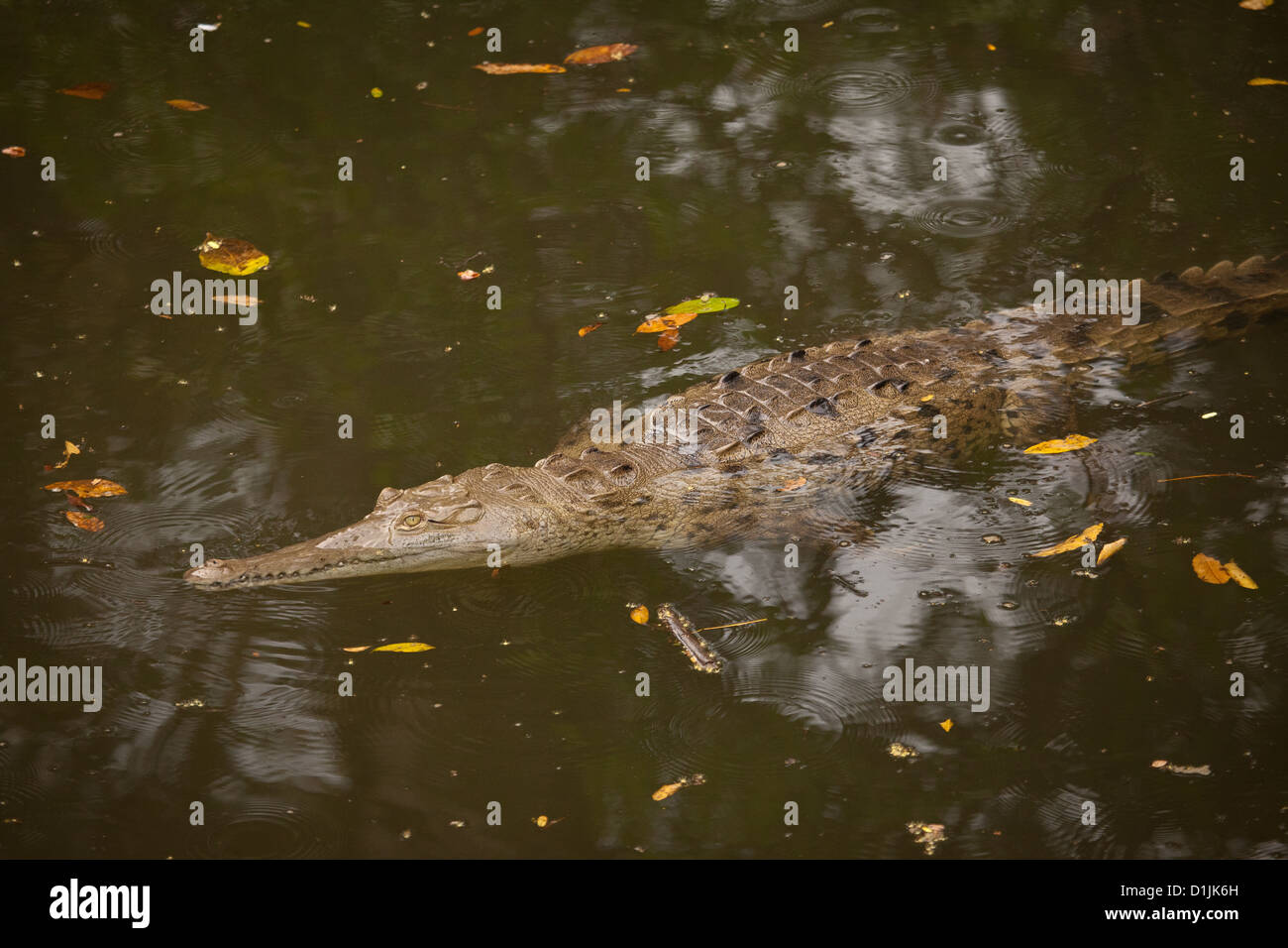 Crocodile, sci;nom ; Crocodylus acutus, dans une rivière de la province de Los Santos, République du Panama. Banque D'Images