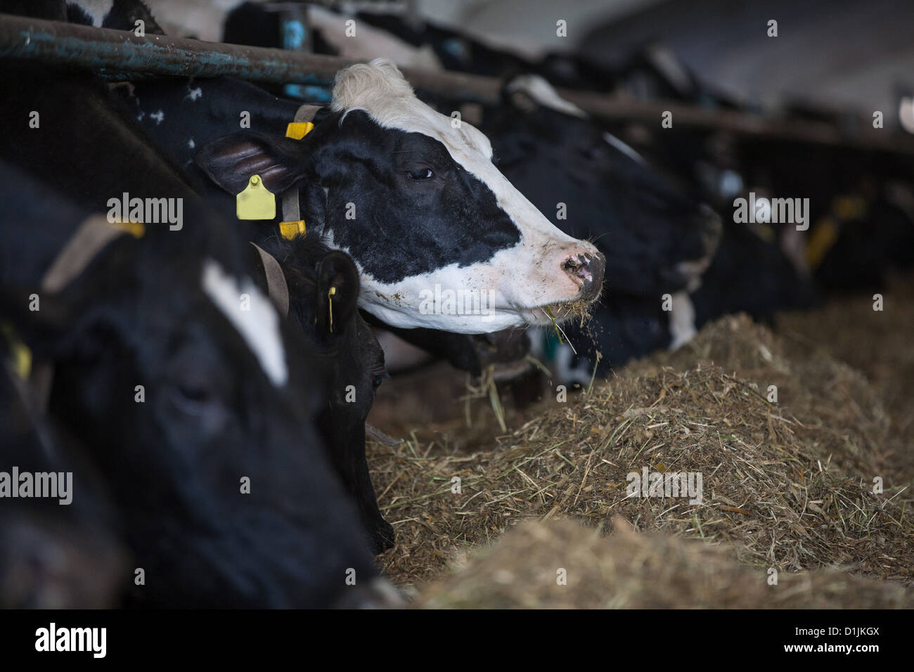 L'alimentation des vaches en grande étable dans une ferme Banque D'Images