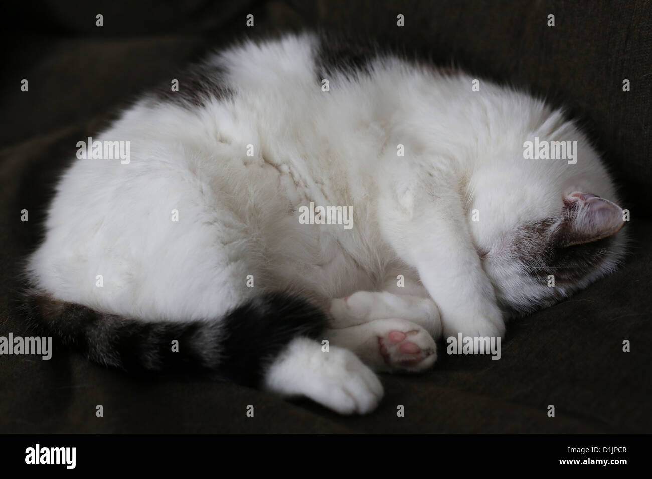 Un chat endormi. Banque D'Images