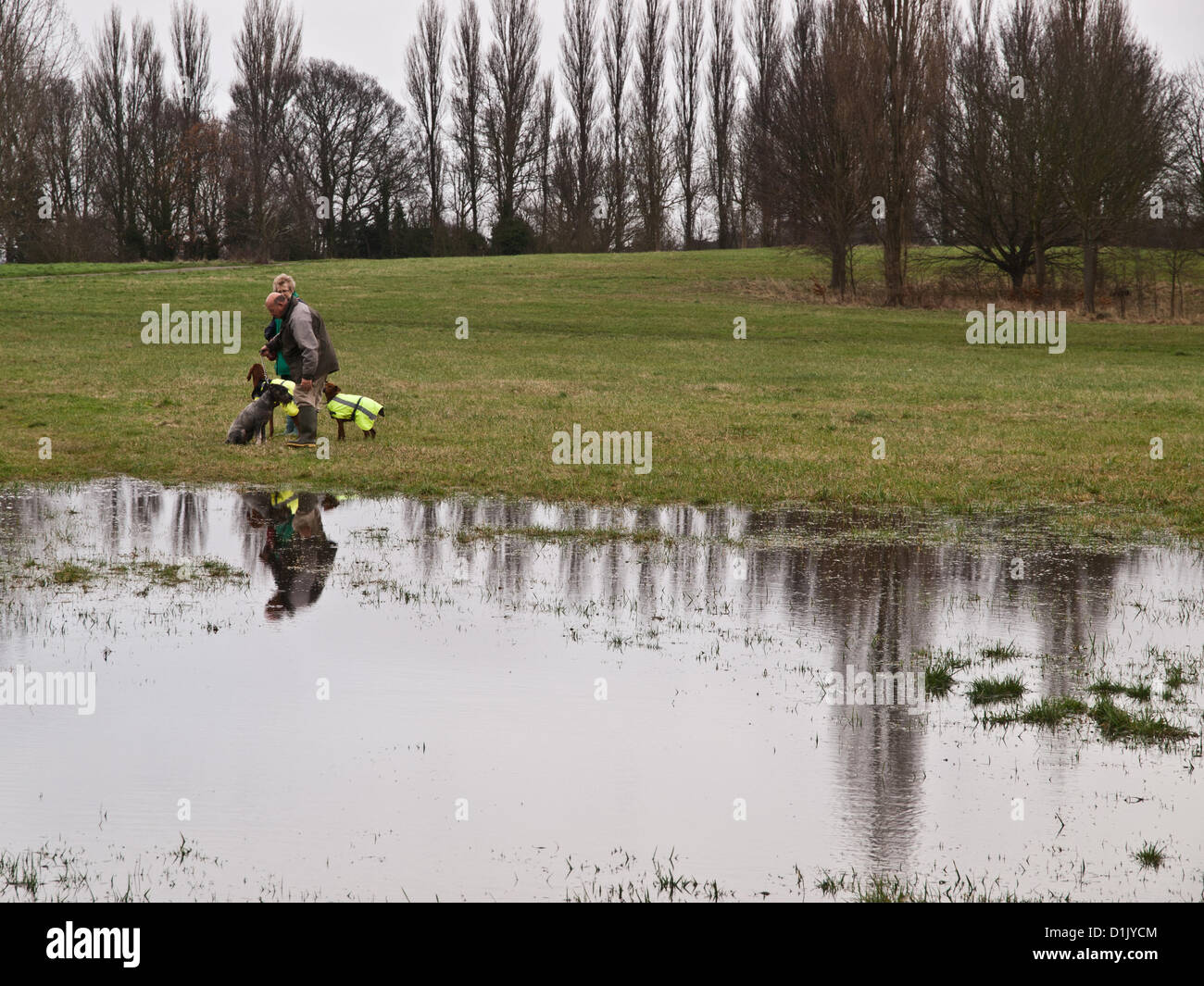 Croydon, Surrey, UK. 26 décembre 2012. Malgré les conditions humides Boxing Day, les gens étaient à l'exercice de leurs chiens dans la région de Lloyd Park, Croydon. 26 décembre 2012. Banque D'Images