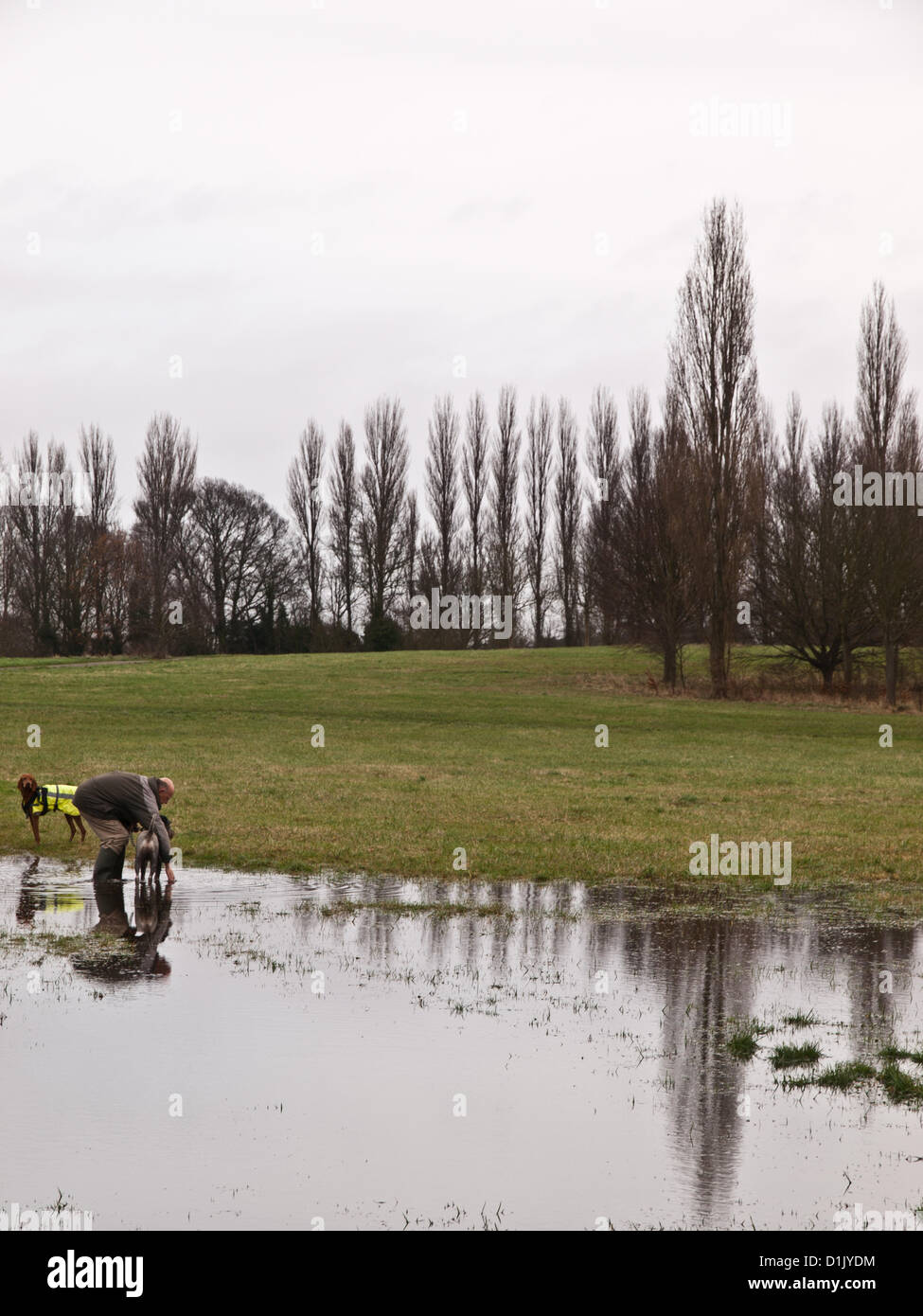Croydon, Surrey, UK. 26 décembre 2012. Les promeneurs de chiens trop advantadge des conditions humides de laver leurs chiens le lendemain dans Lloyd Park, Croydon. 26 décembre 2012. Banque D'Images