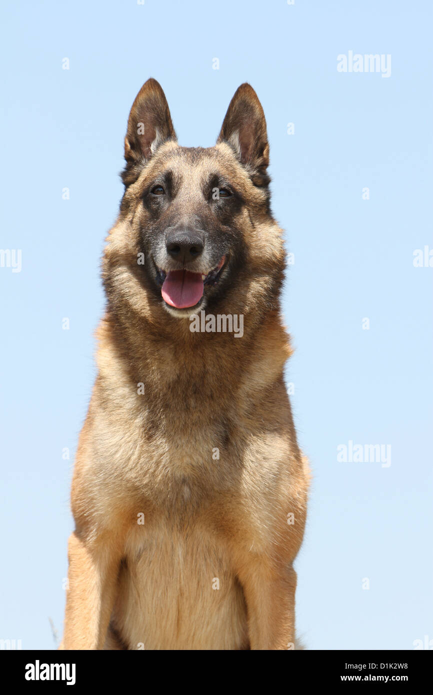 Chien Berger Belge Malinois face portrait adultes Banque D'Images