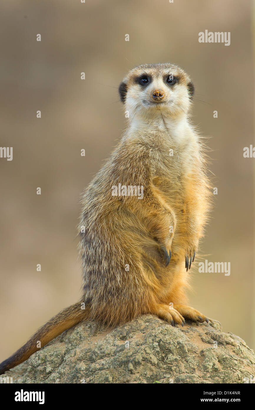 Image d'un meerkat debout sur un rocher Banque D'Images