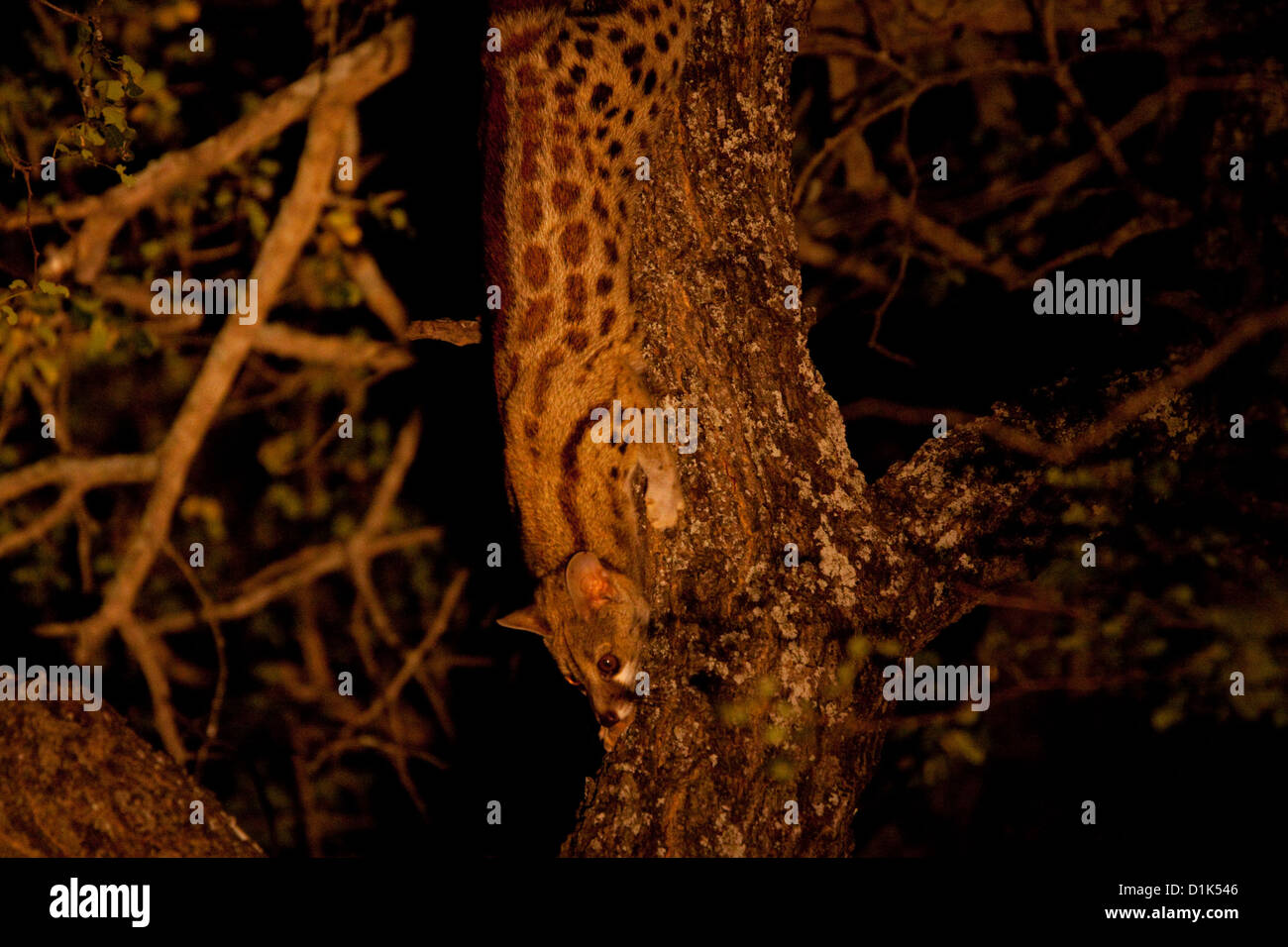 Genette (genetta tigrina) sortant d'un arbre dans la nuit. Banque D'Images