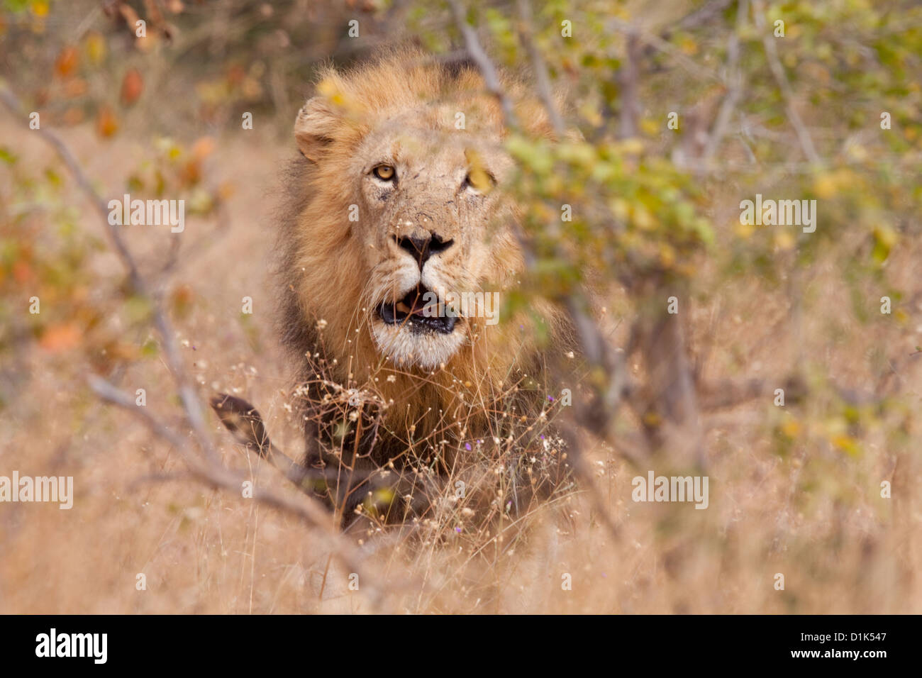 Charging Lion, Greater Kruger National Park Banque D'Images
