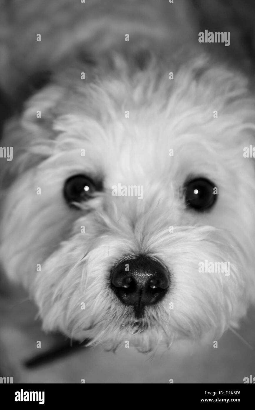 Oscar le chien, caniche anglais et croix de Malte Banque D'Images