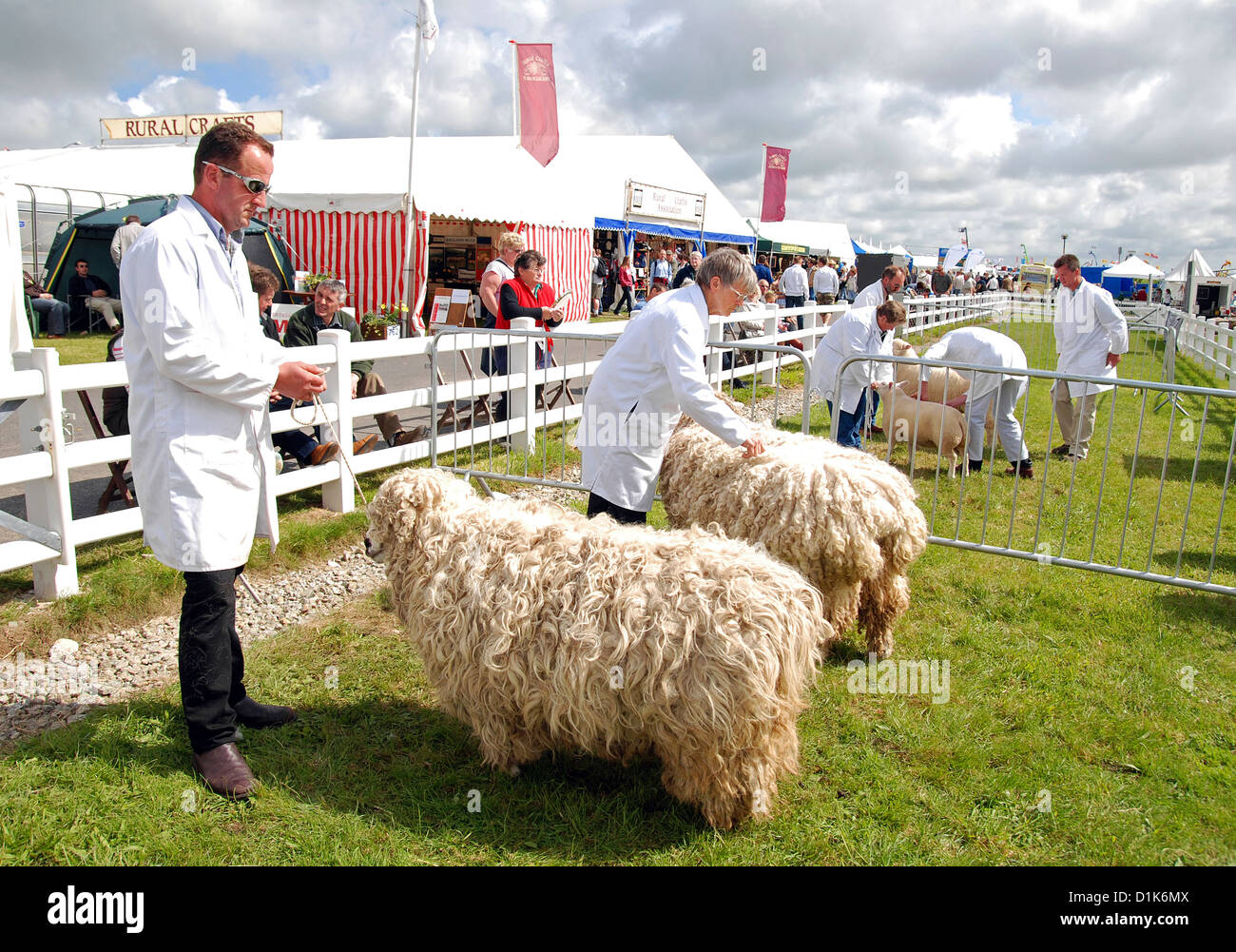 Moutons dans la plume de jugement au royal cornwall show, wadebridge, Cornwall, uk Banque D'Images