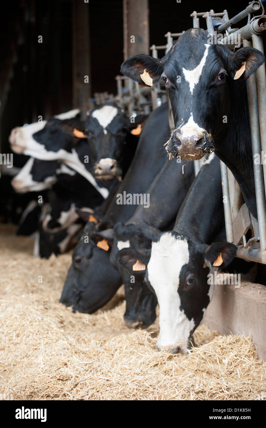 Ferme laitière avec des rangées de vaches au moment de l'alimentation Banque D'Images