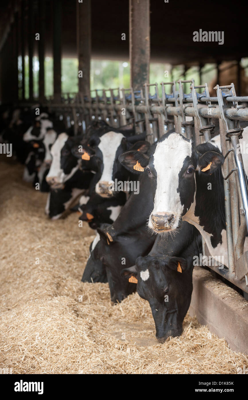 Ferme laitière avec des rangées de vaches au moment de l'alimentation Banque D'Images