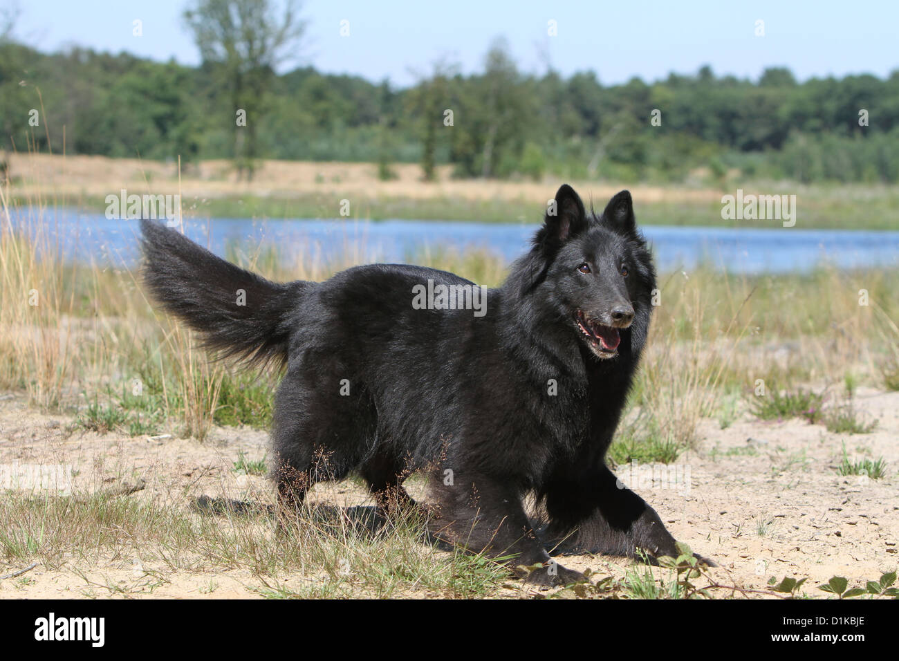Chien Berger Belge Groenendael Position Adultes à Jouer