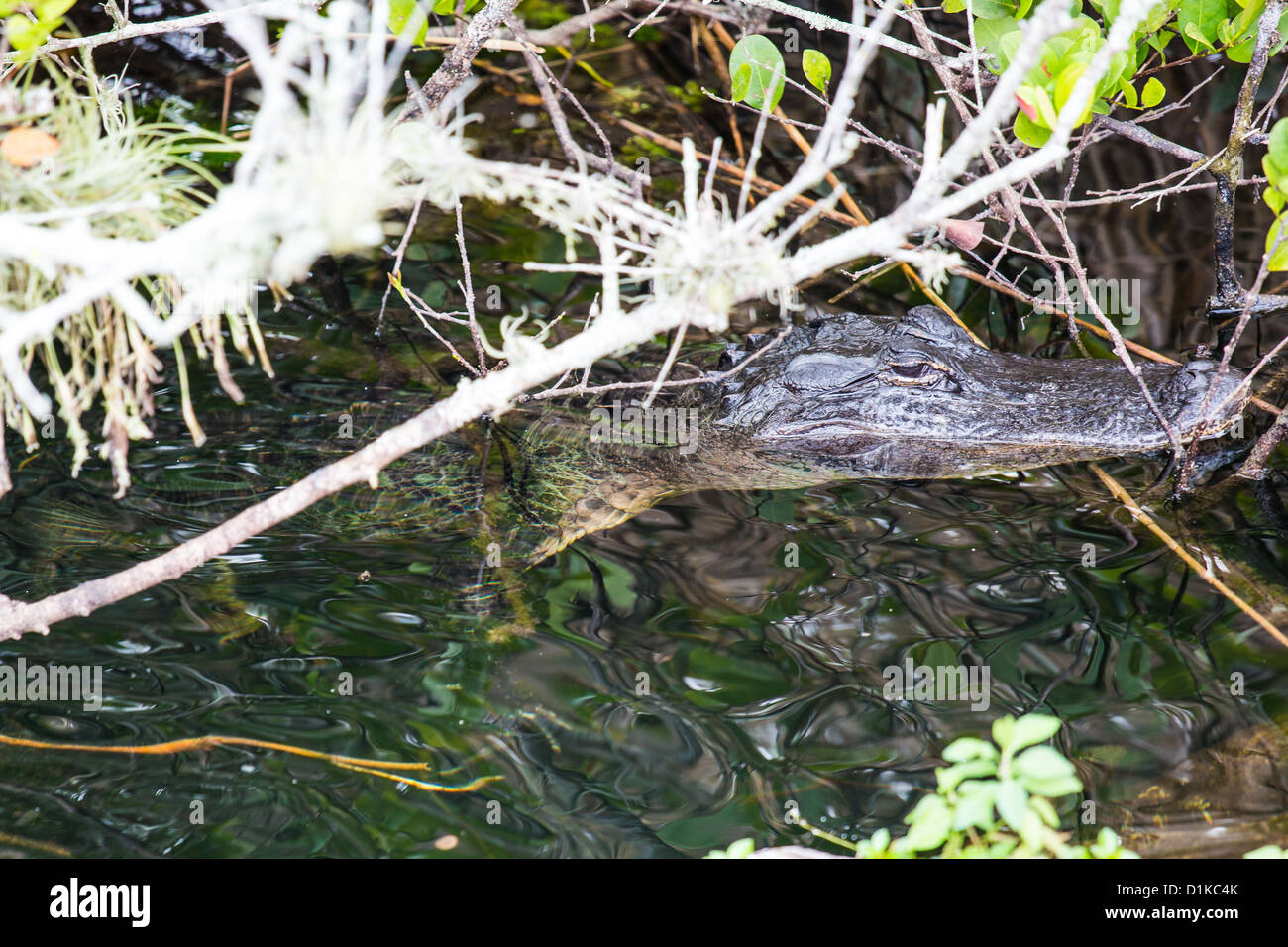 Alligator, Everglades National Park Banque D'Images