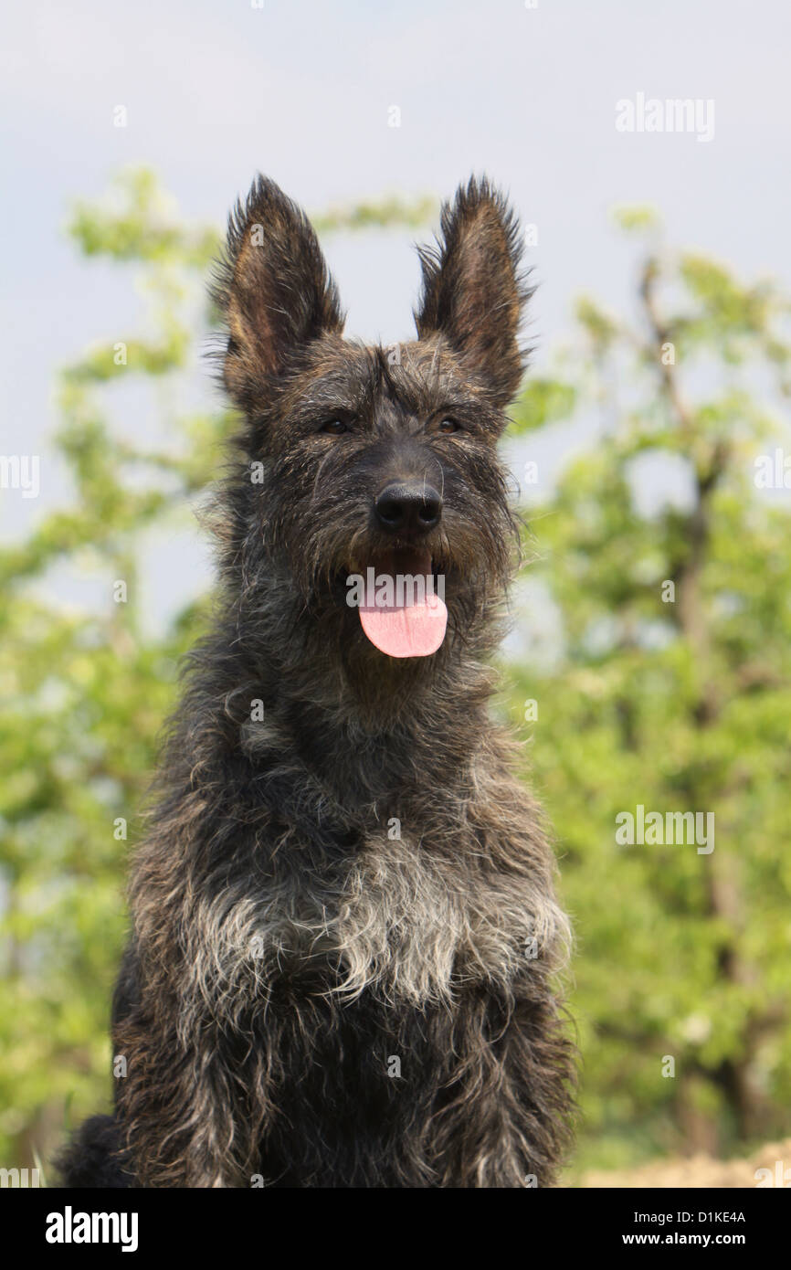 Chien Berger Picard / Picardie portrait adultes Berger Banque D'Images