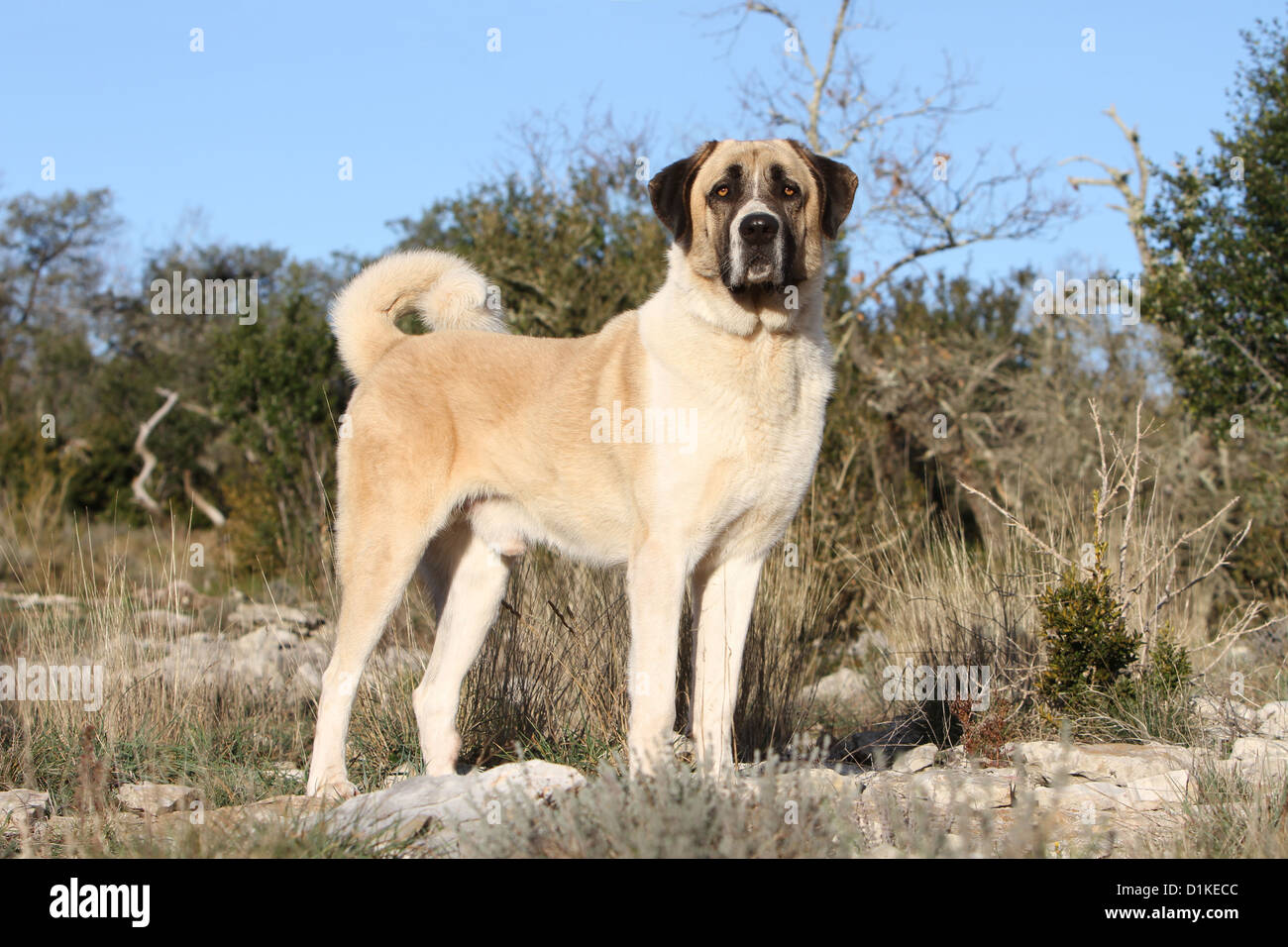 Chien chien berger d'Anatolie Kangal turc Karabash / / adultes debout Photo  Stock - Alamy