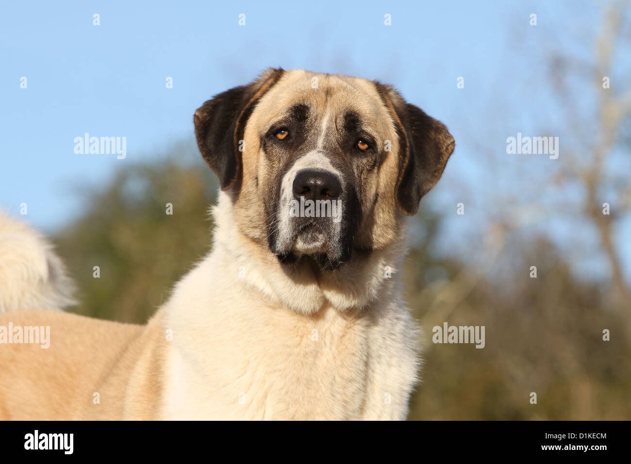 Chien chien berger d'Anatolie Kangal turc Karabash / / portrait adultes Banque D'Images