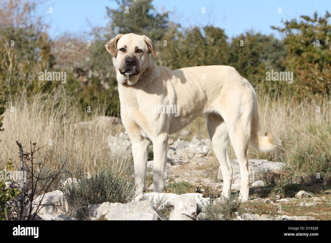 Kangal Dog Banque D Image Et Photos Page 2 Alamy