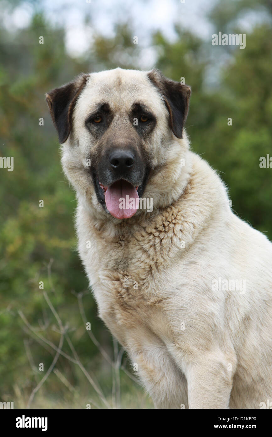 Chien chien berger d'Anatolie Kangal turc Karabash / / portrait adultes  Photo Stock - Alamy
