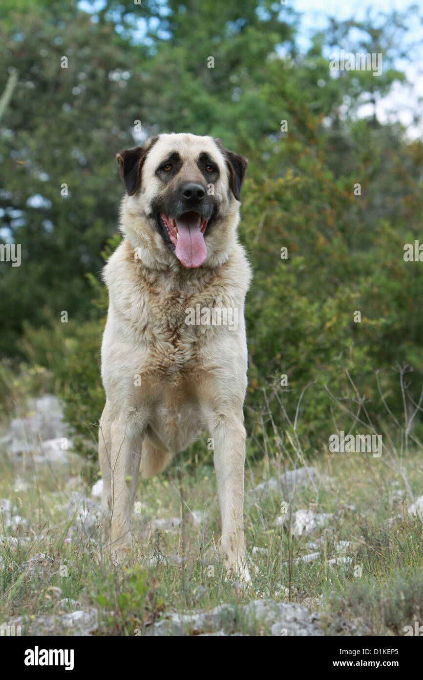 Chien chien berger d'Anatolie Kangal turc Karabash / / adultes debout Photo  Stock - Alamy