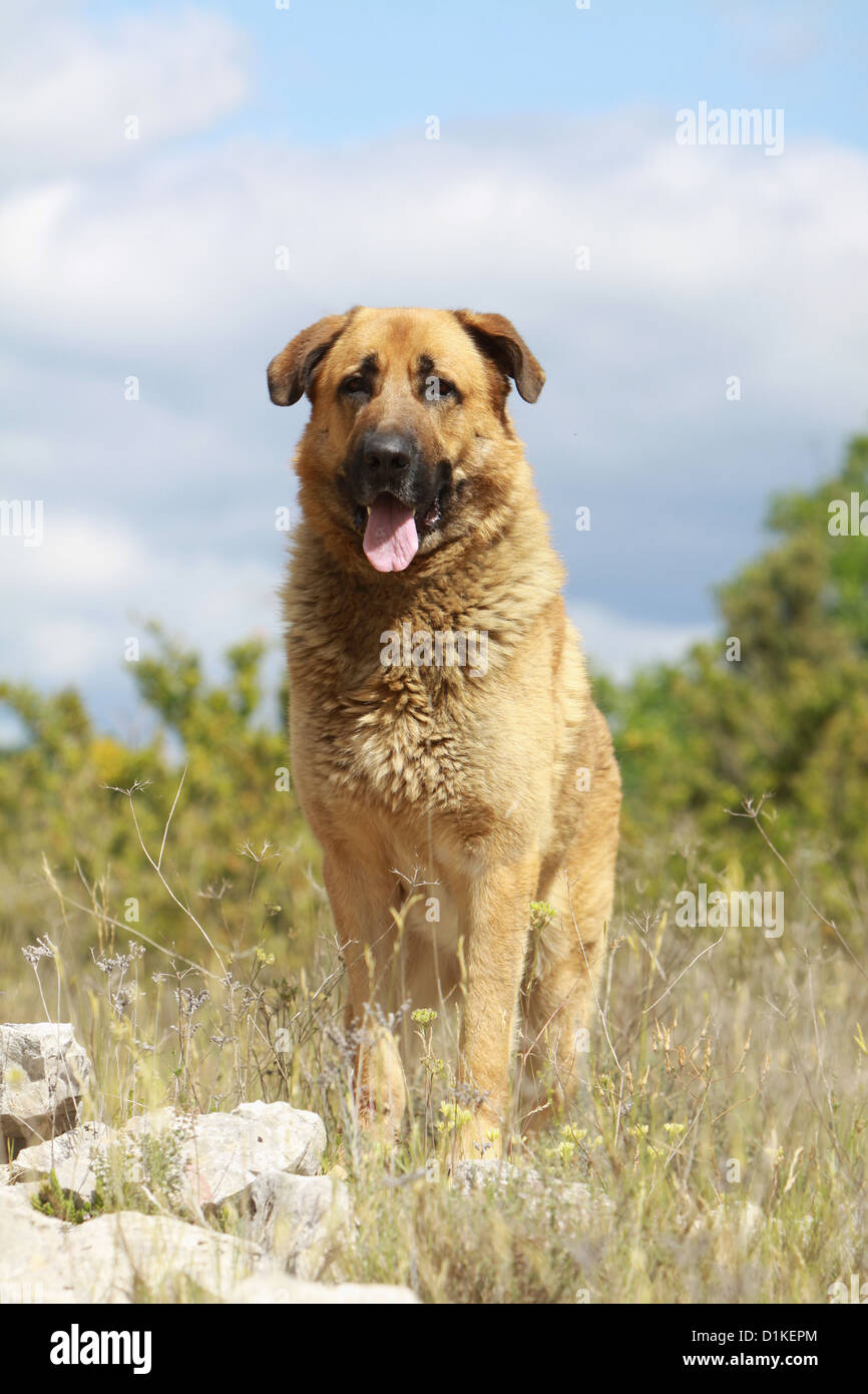 Chien Chien Berger Danatolie Kangal Turc Karabash
