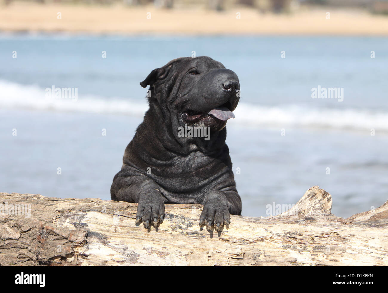 Chien Shar Pei noir adultes allongé sur le bois Banque D'Images