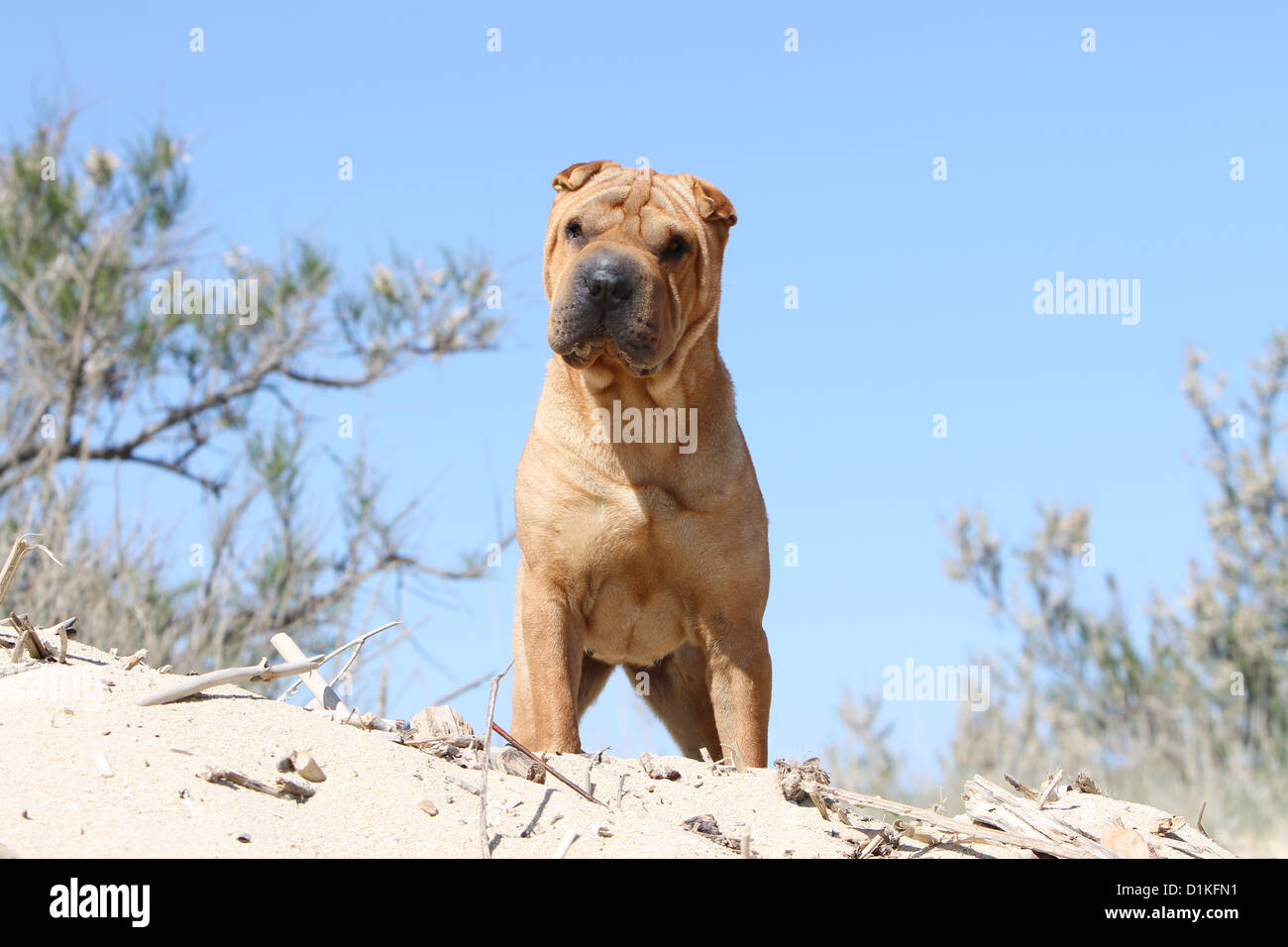 Chien Shar Pei fauve sable adultes portrait permanent Banque D'Images