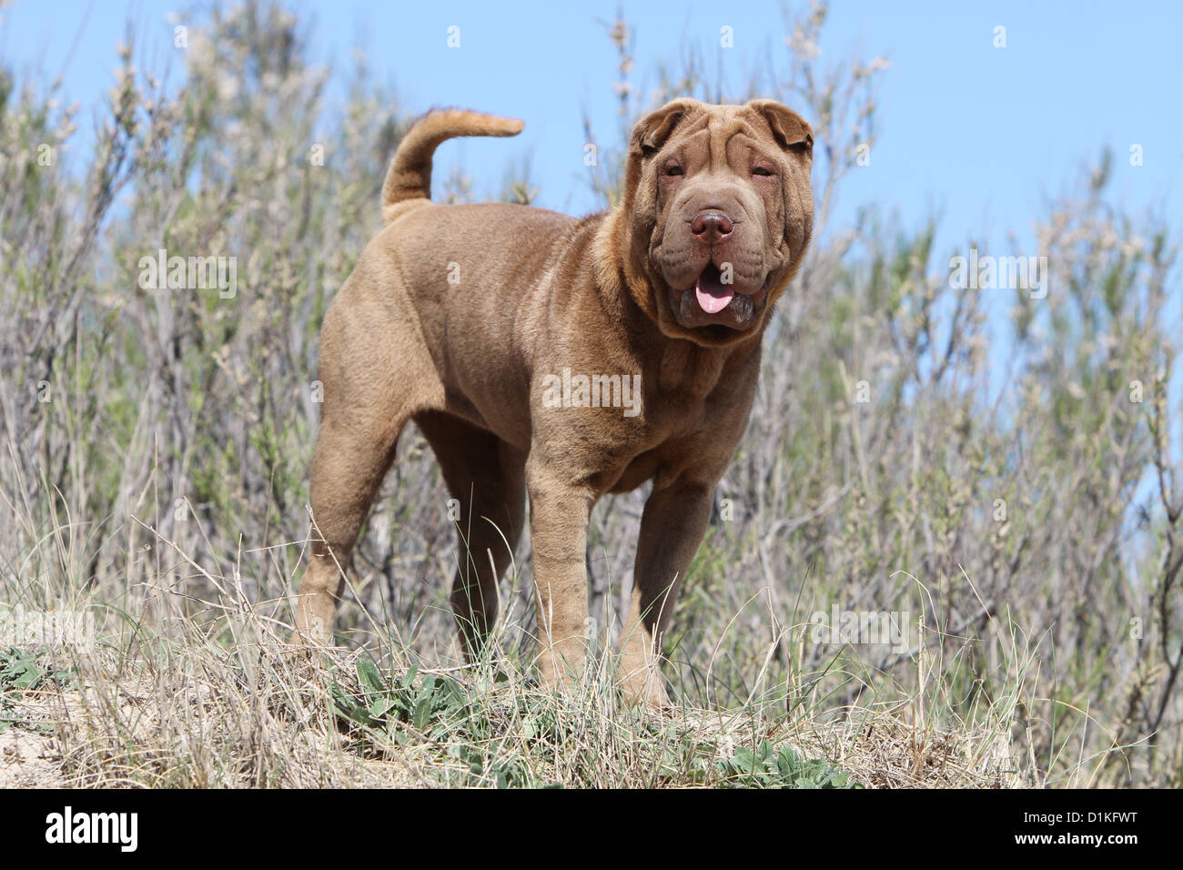 Chien Shar Pei chocolat adultes debout Banque D'Images