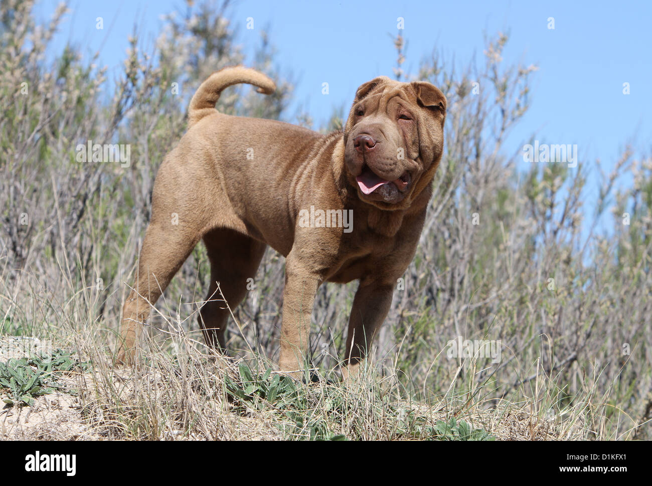 Shar Pei chien debout profil standard Banque D'Images