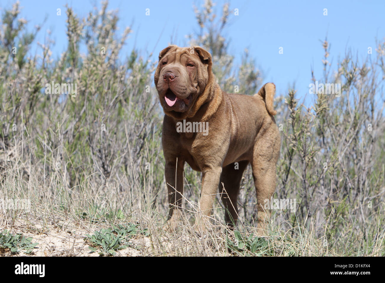 Chien Shar Pei chocolat adultes debout Banque D'Images