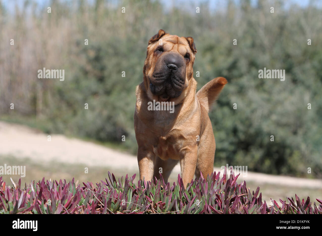 Chien Shar Pei permanent rouge adultes dans les plantations Banque D'Images