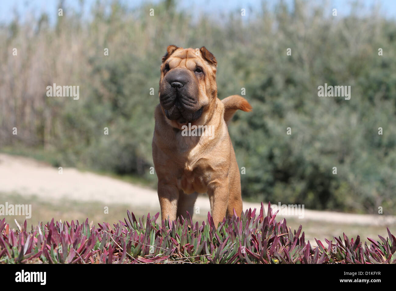 Chien Shar Pei permanent rouge adultes dans les plantations Banque D'Images